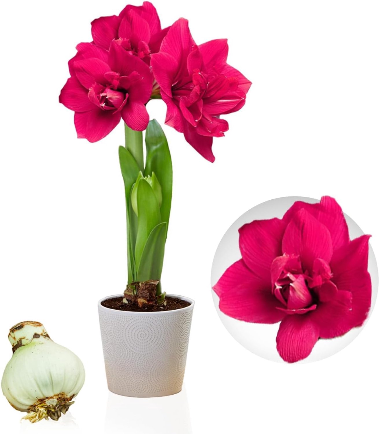 Amaryllis bol 26/30 cm - dubbel roze - grote bloembol - eenvoudig te verzorgen - ServiceTopper