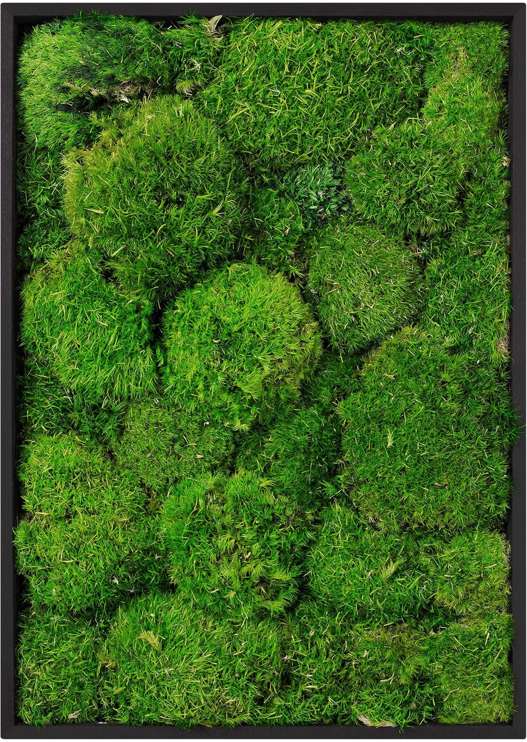 ECD Germany Mosschilderij geconserveerd bolmos rechthoek 38x27 cm interieur wanddecoratie van natuurlijk 3D mos en houten frame, onderhoudsvrij, decoratieve kunst voor huis en kantoor