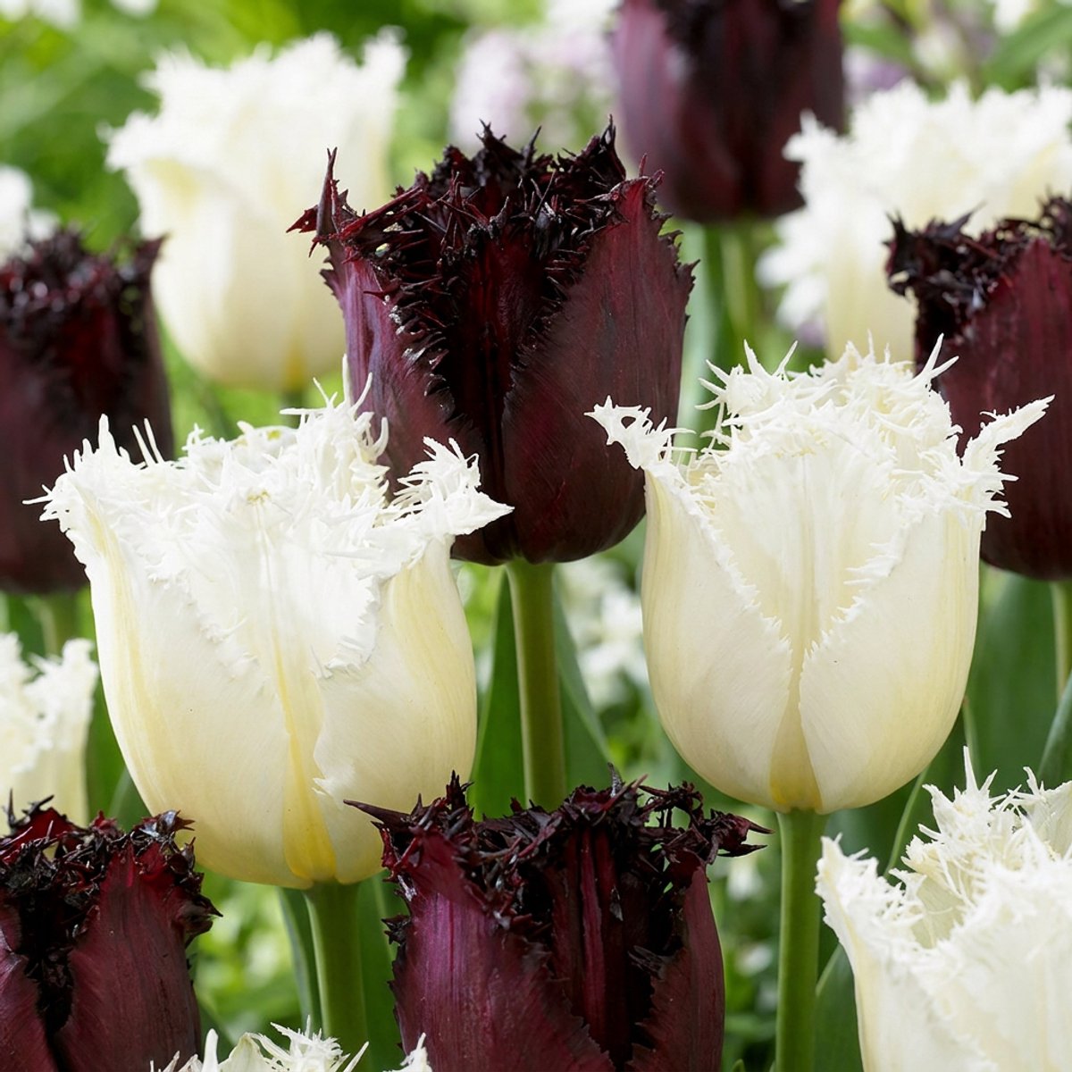 Green boutiQ - 60x Tulipa Breakdance mix - Tulp Breakdance mix - Diversen - Voorjaarsbloeier - Bolmaat 11/12