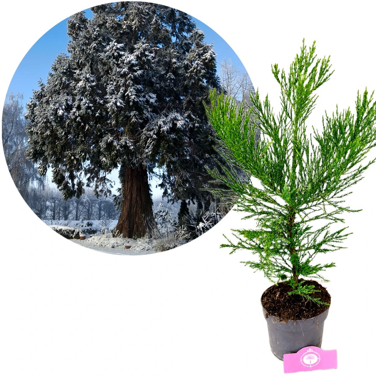 Sequoiadendron giganteum, Mammoetboom, Hoogte 60cm - 2 liter pot