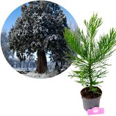 Sequoiadendron giganteum, Mammoetboom, Hoogte 60cm, 2 liter pot