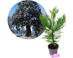 Sequoiadendron giganteum, Mammoetboom, Hoogte 60cm, 2 liter pot