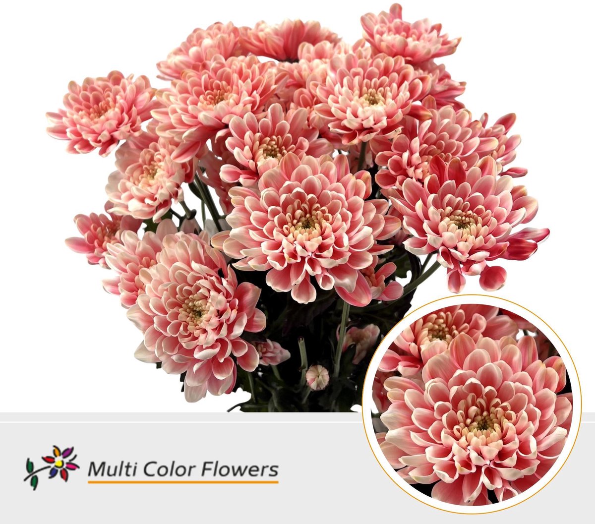 10x Chrysant overig 60cm