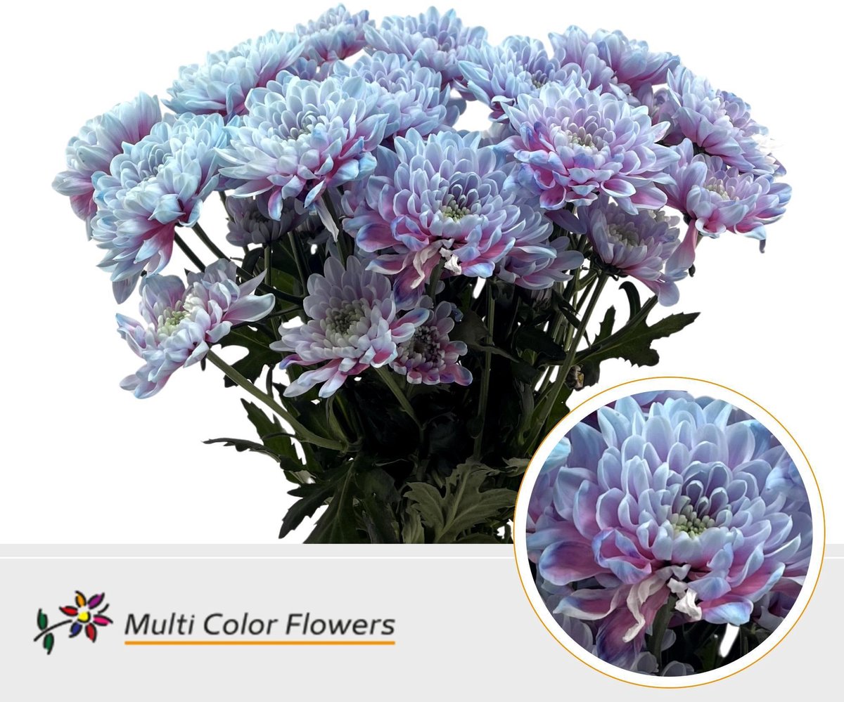 10x Chrysant overig 60cm