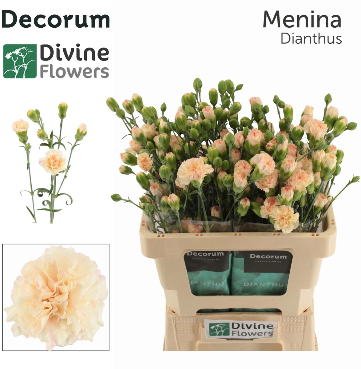 10x Dian.tr.menina 60cm