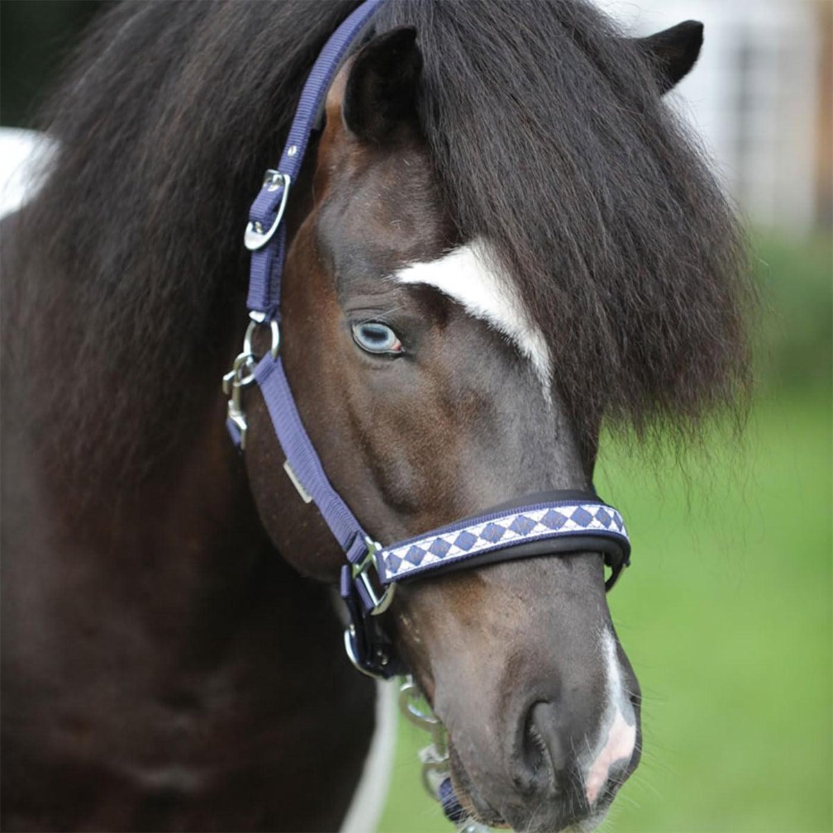Halster Paard - Paardentuig - Paarden Training - Ruitdesign Neusband - Warmbloed - Marineblauw