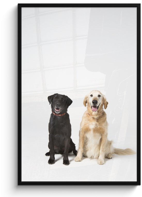 Poster in lijst - Fotolijst 80x120 cm - Posters - Twee Labrador Retriever samen in de studio - Posterlijst zwart - Decoratie - Wanddecoratie woonkamer - Muurdecoratie slaapkamer