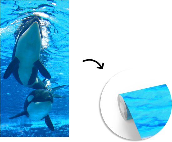 Papier peint photo Orcas - Deux Orcas sous l' eau largeur 120 cm x hauteur 240 cm - impression photo sur papier peint en vinyle (disponible en 7 tailles) - chambre / chambre / bureau de vie