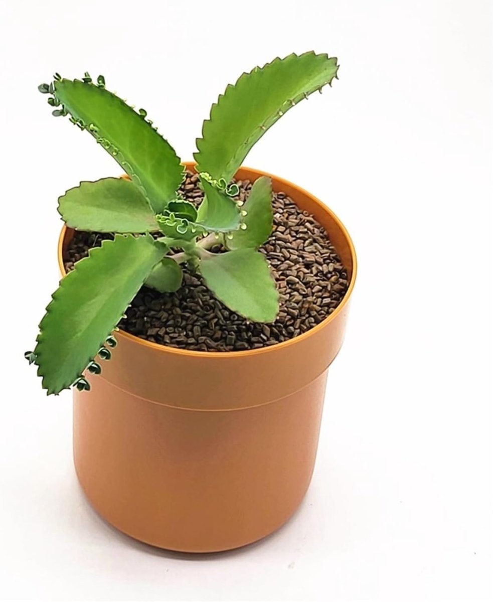 Bloempot Geldkluis - Verborgen Opbergdoos - Waardevolle Spullen Beveiligen - Wachtwoordslot - 10x10x10 mm - Bruin
