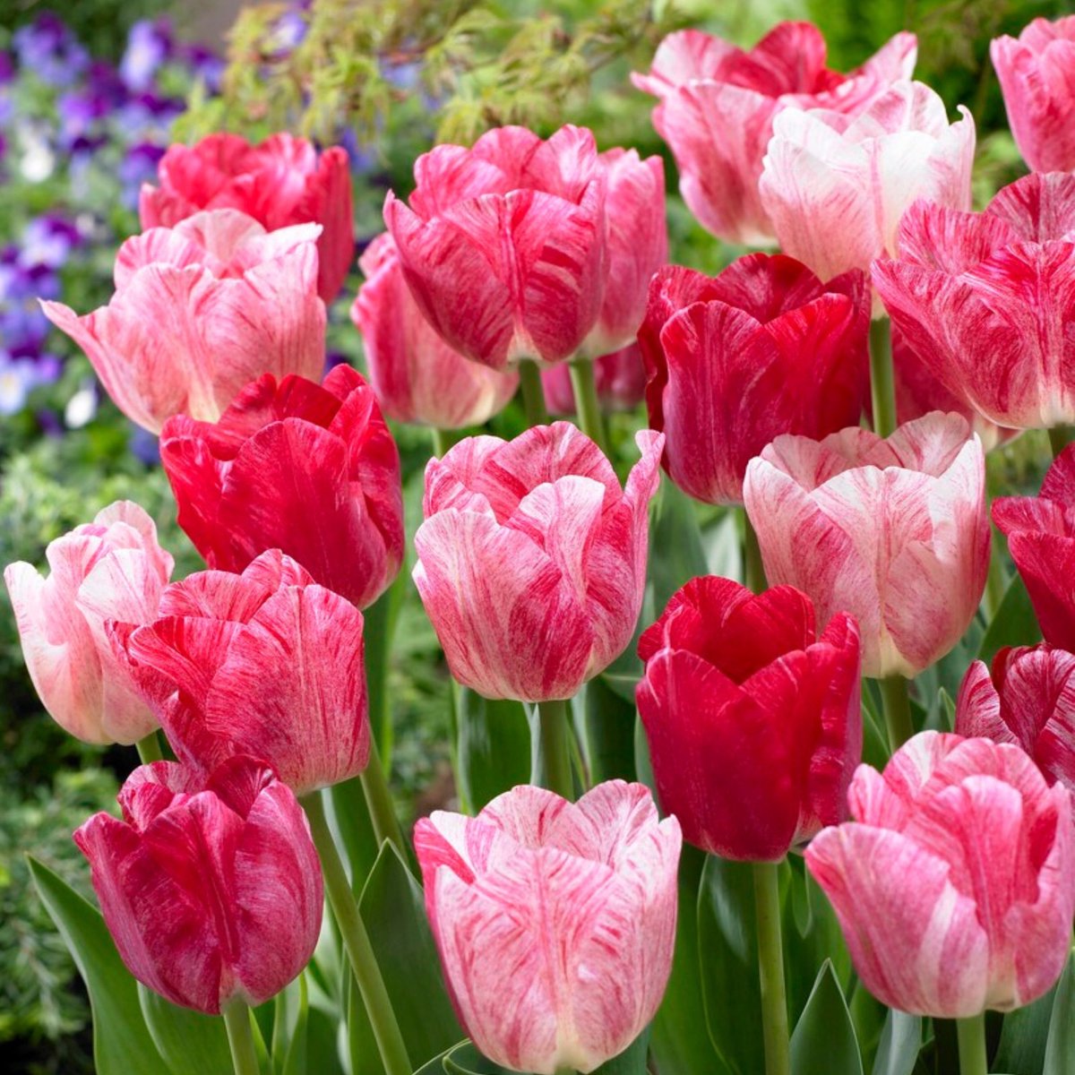 Tulp (Tulipa) - en Magic Hemisphere - Snijbloemen - Voorjaarsbollen - bloeit in April / Mei