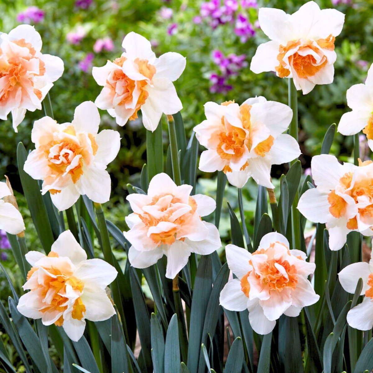 Narcis (Narcissus) - sen Replete (Grootverpakking) - sus - Snijbloemen - Voorjaarsbollen - bloeit in Maart / April / Mei
