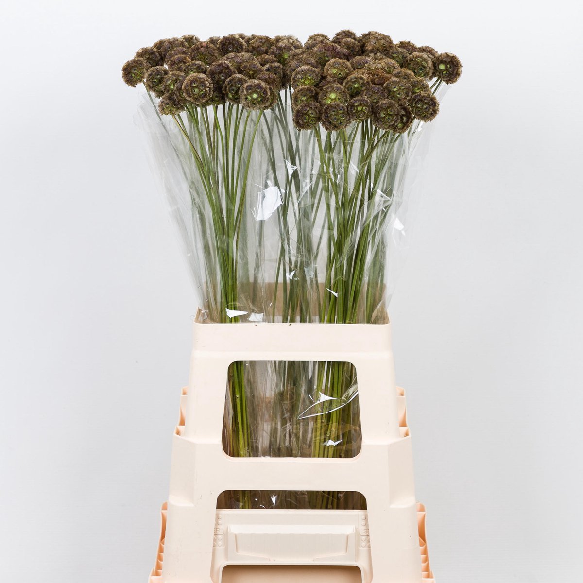 20x Scabiosa stellata 70cm