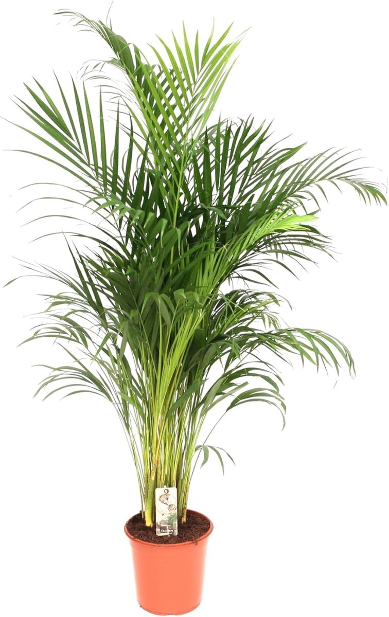 - Areca palm - Goudpalm - Kamerplant - Hoogte 170-190 cm - Potmaat Ø24cm