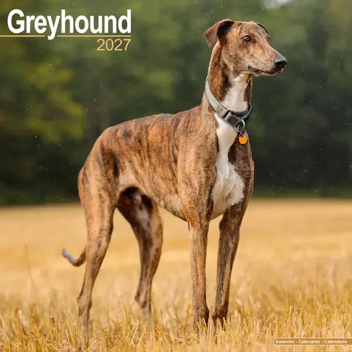 Greyhound Kalender 2027