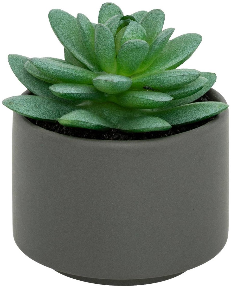 Vetplant in pot ANDA