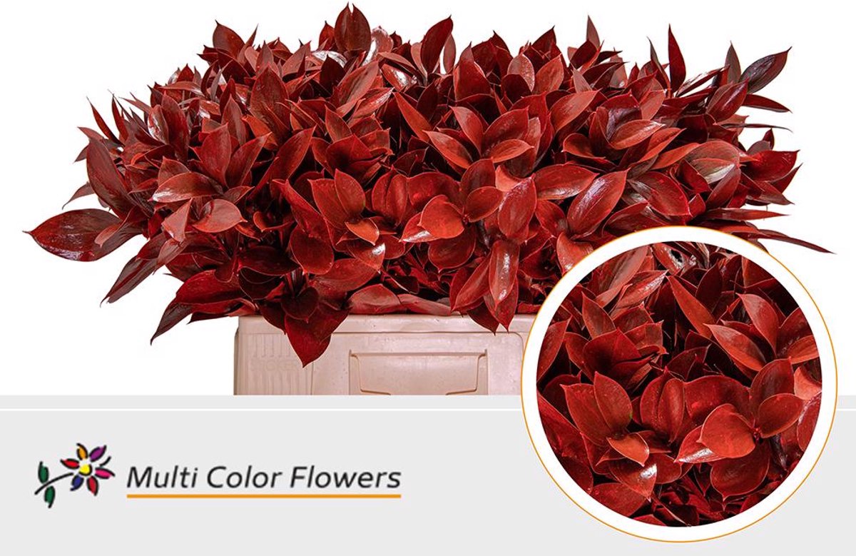 50x Sg ruscus rood 60cm