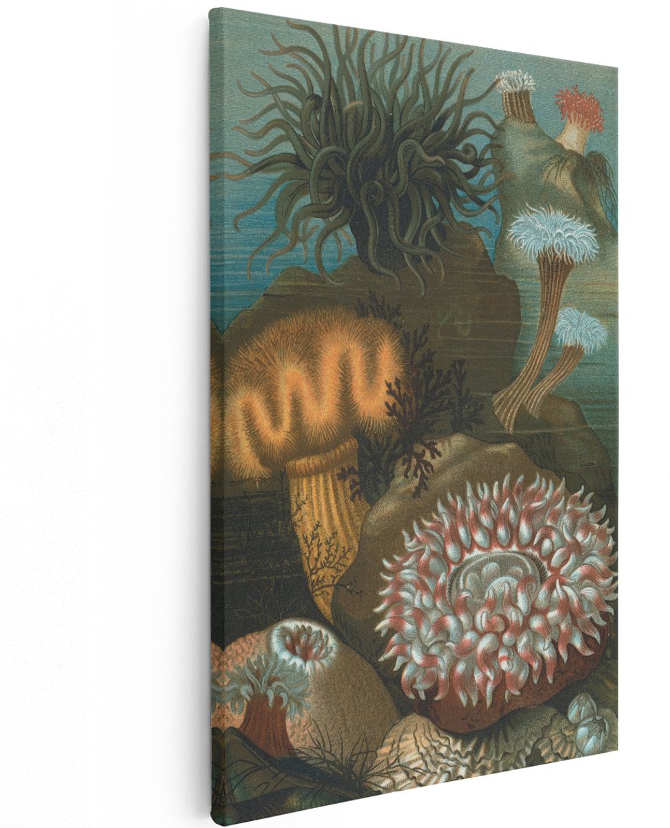 Artaza Canvas Schilderij Zeeanemonen - 120x180 cm - Groot - Wanddecoratie Zee - Muurdecoratie Vintage - Decoratie Onderwater Natuur - Schilderijen Op Canvas