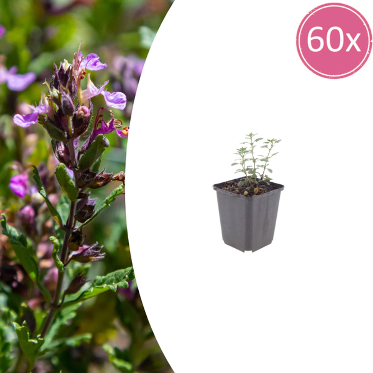 60x Teucrium lucidrys - 10-25cm - Ø9cm