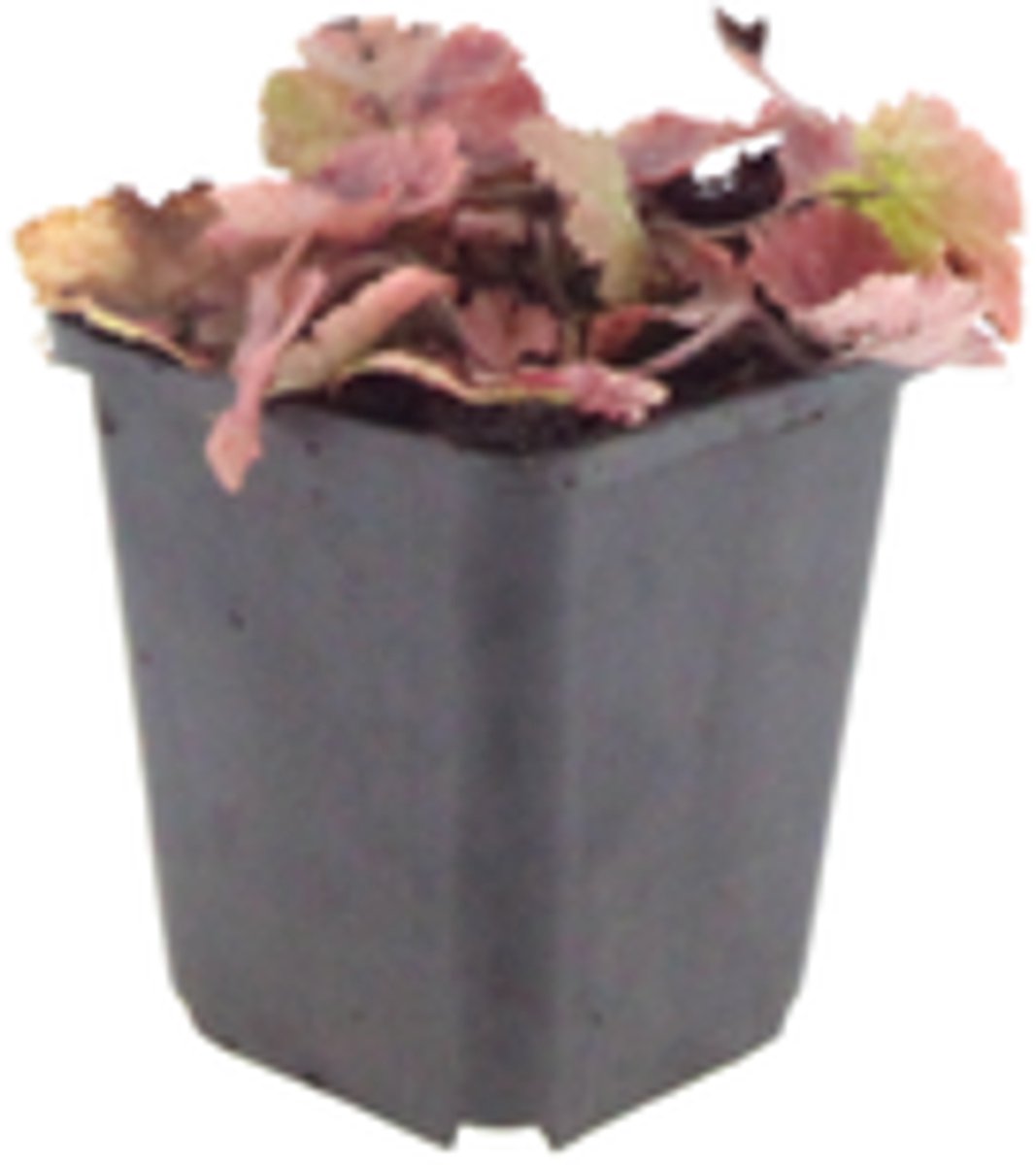 48x Tiarella cordifolia - 10-25cm - Ø9cm