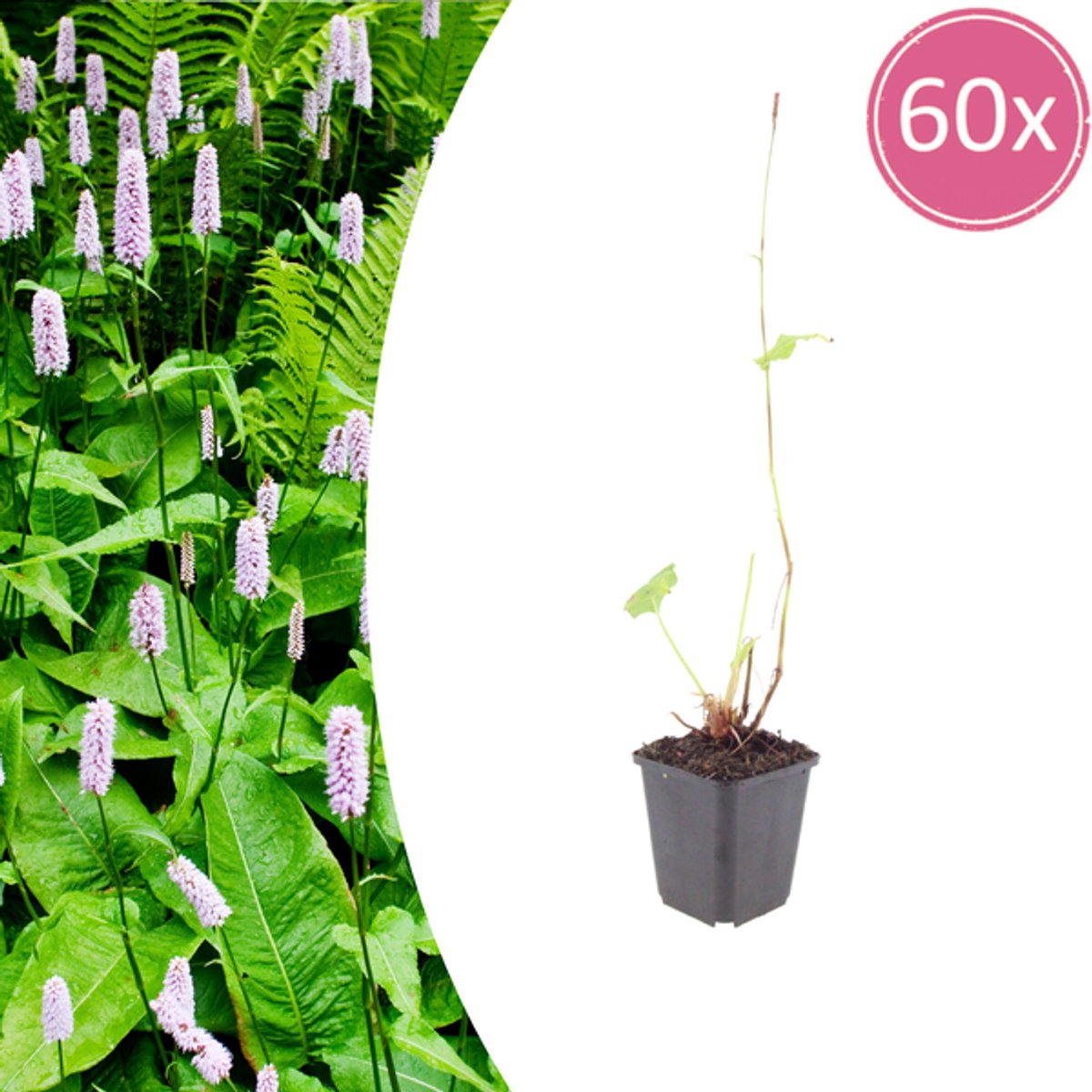60x Persicaria a. 'Alba' - 10-25cm - Ø9cm