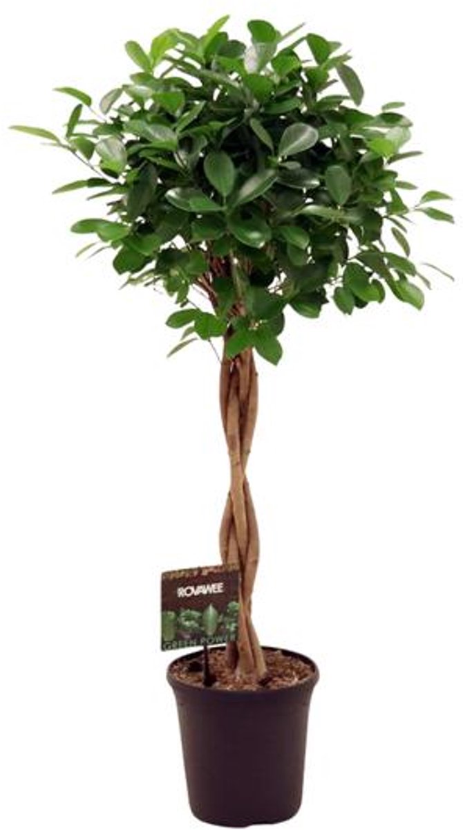 Ficus Micr. Moclame - Ø23cm - 100- 110cm