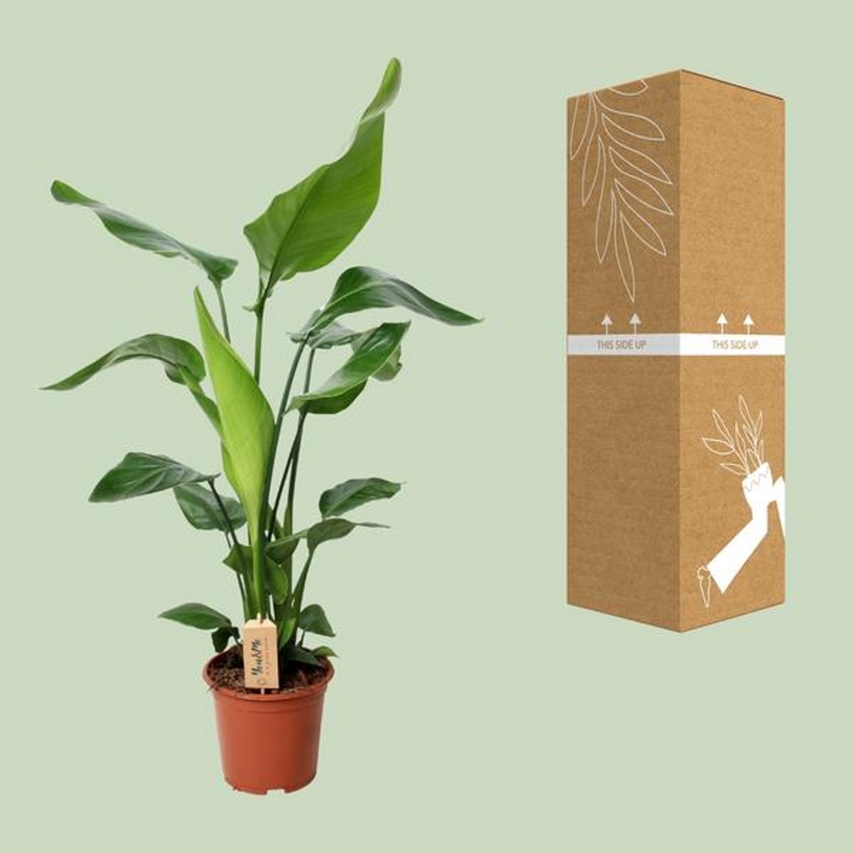 PROMO - Strelitzia Nicolai - Ø19cm - 90cm