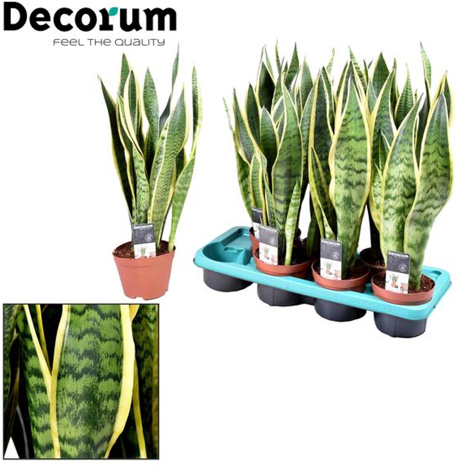 Sansevieria Laurentii - Ø14cm - 55cm