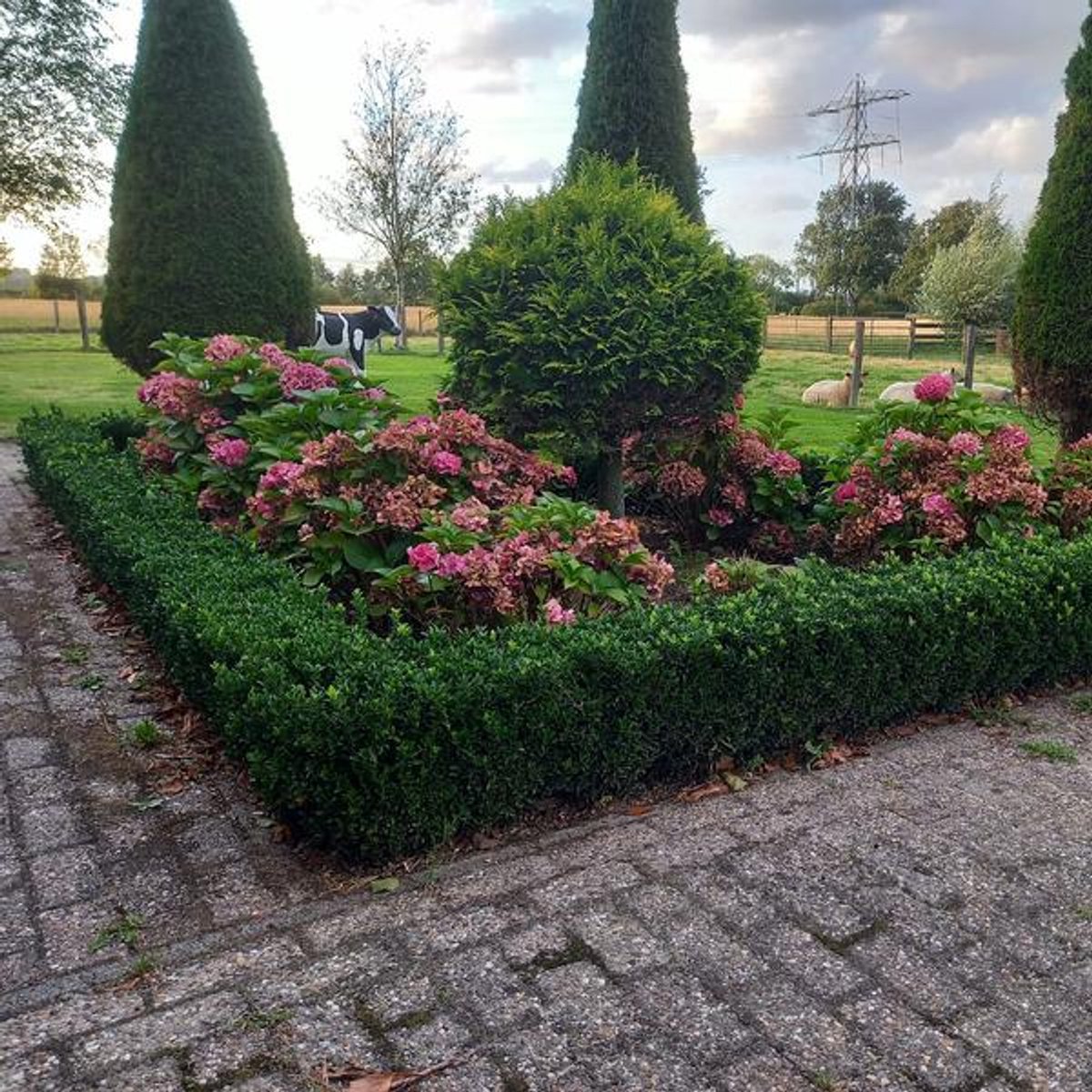 48x Euonymus jap. Green Spire - 10-25cm - Ø9cm