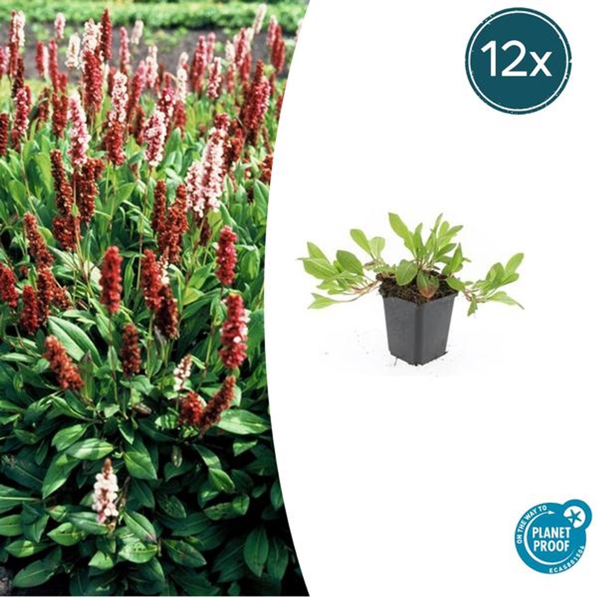 12x Persicaria aff. 'Darjeeling Red' - 10-25cm - Ø9cm