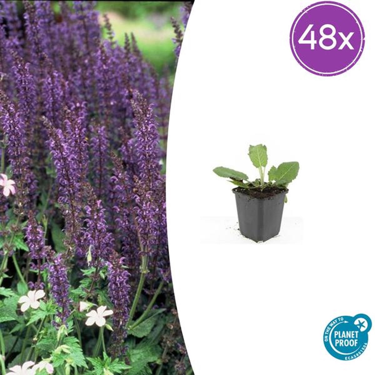 48x Salvia nem. 'Mainacht' - 10-25cm - Ø9cm