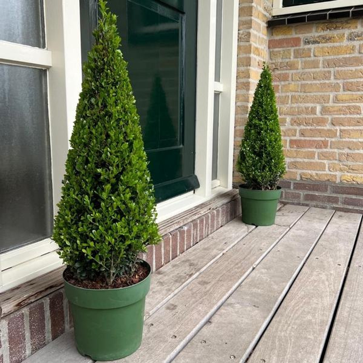 1x Ilex piramide 55 cm hoog | Ø 21 cm