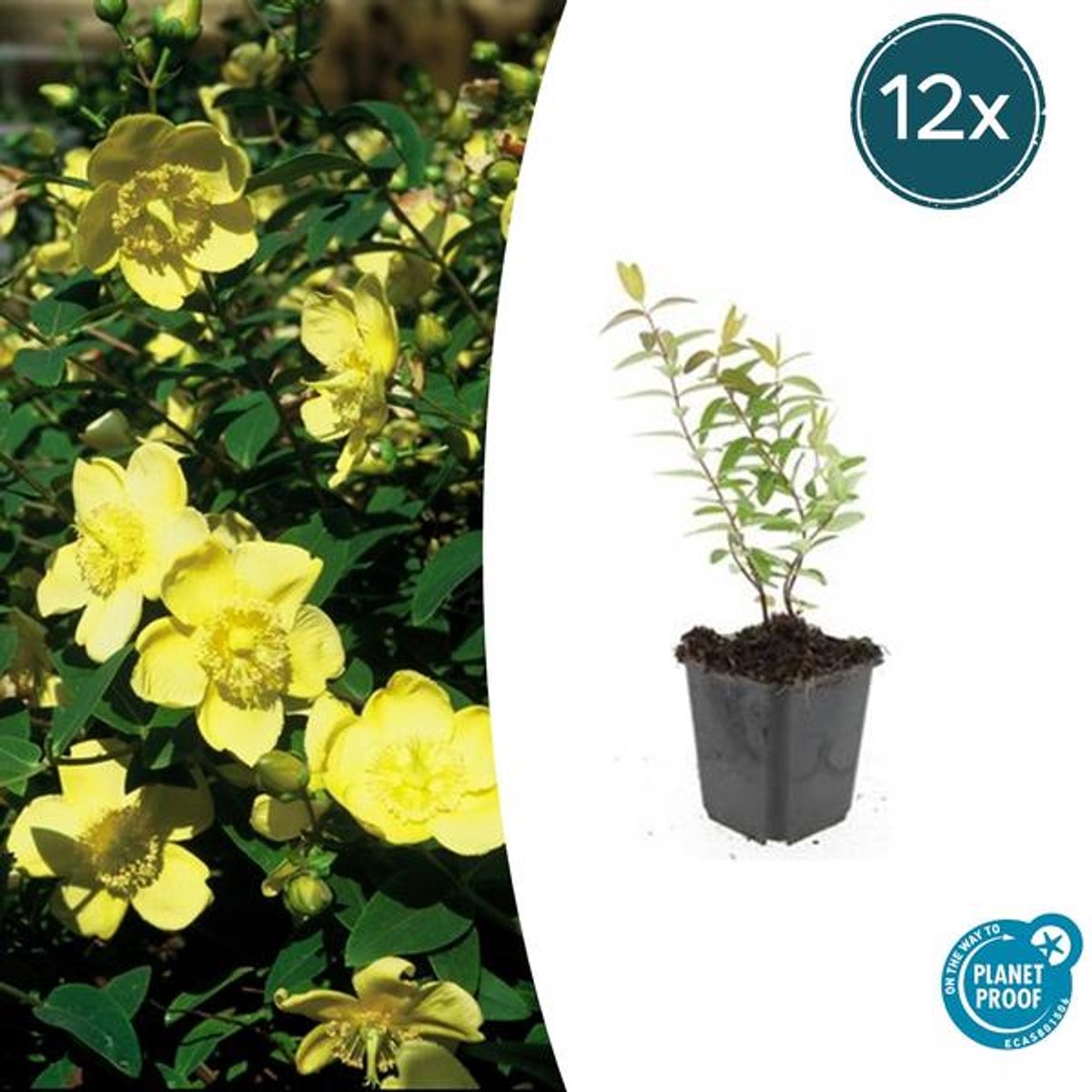 12x Hypericum 'Hidcote' - 10-25cm - Ø9cm
