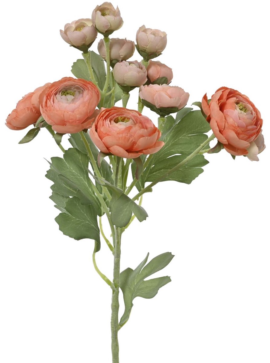 Everlands Ranonkel Perzikkleurig 6 Bloemen & 6 Knoppen 55 cm