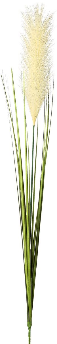 Gasper Pampasgras Bloemaar Crème 106 cm