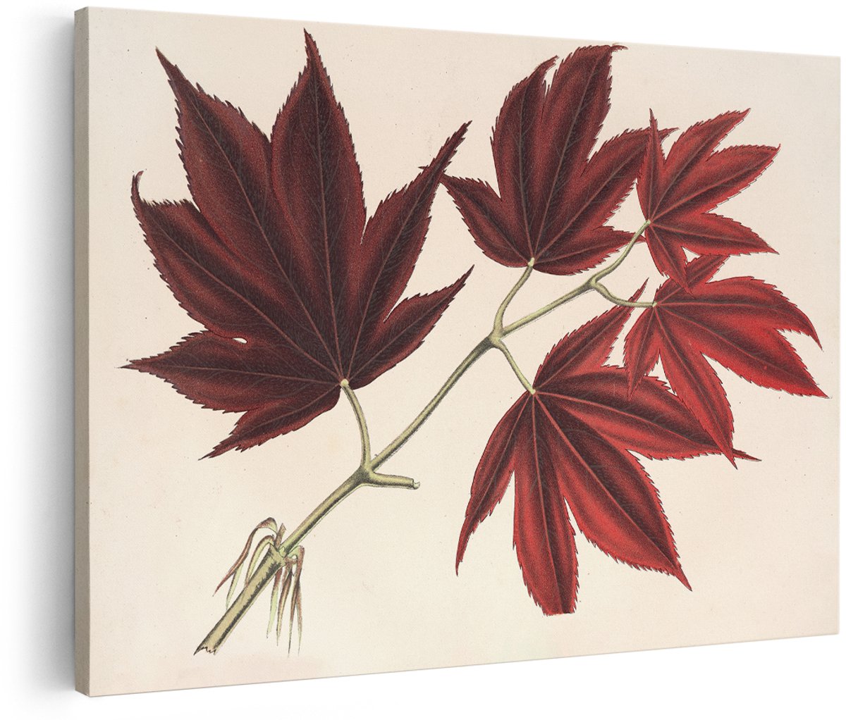 Artaza Canvas Schilderij Japanse Esdoorn - 180x120 cm - Groot - Wanddecoratie Vintage Botanisch - Muurdecoratie Bladeren - Schilderijen Op Canvas