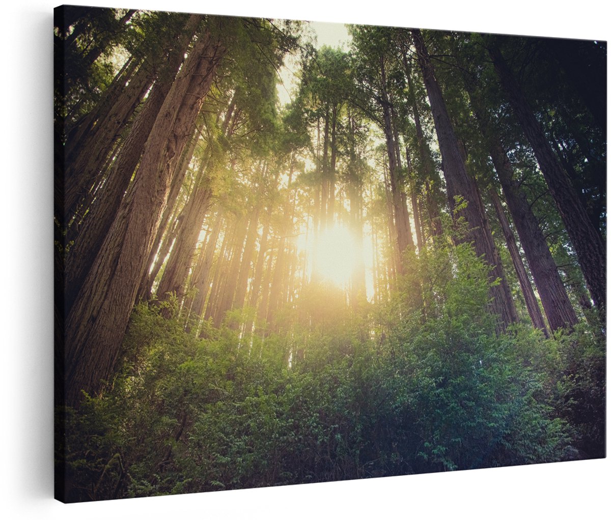 Artaza Canvas Schilderij Bos met Zon tussen de Hoge Bomen - 180x120 cm - Groot - Foto Op Canvas - Wanddecoratie Woonkamer