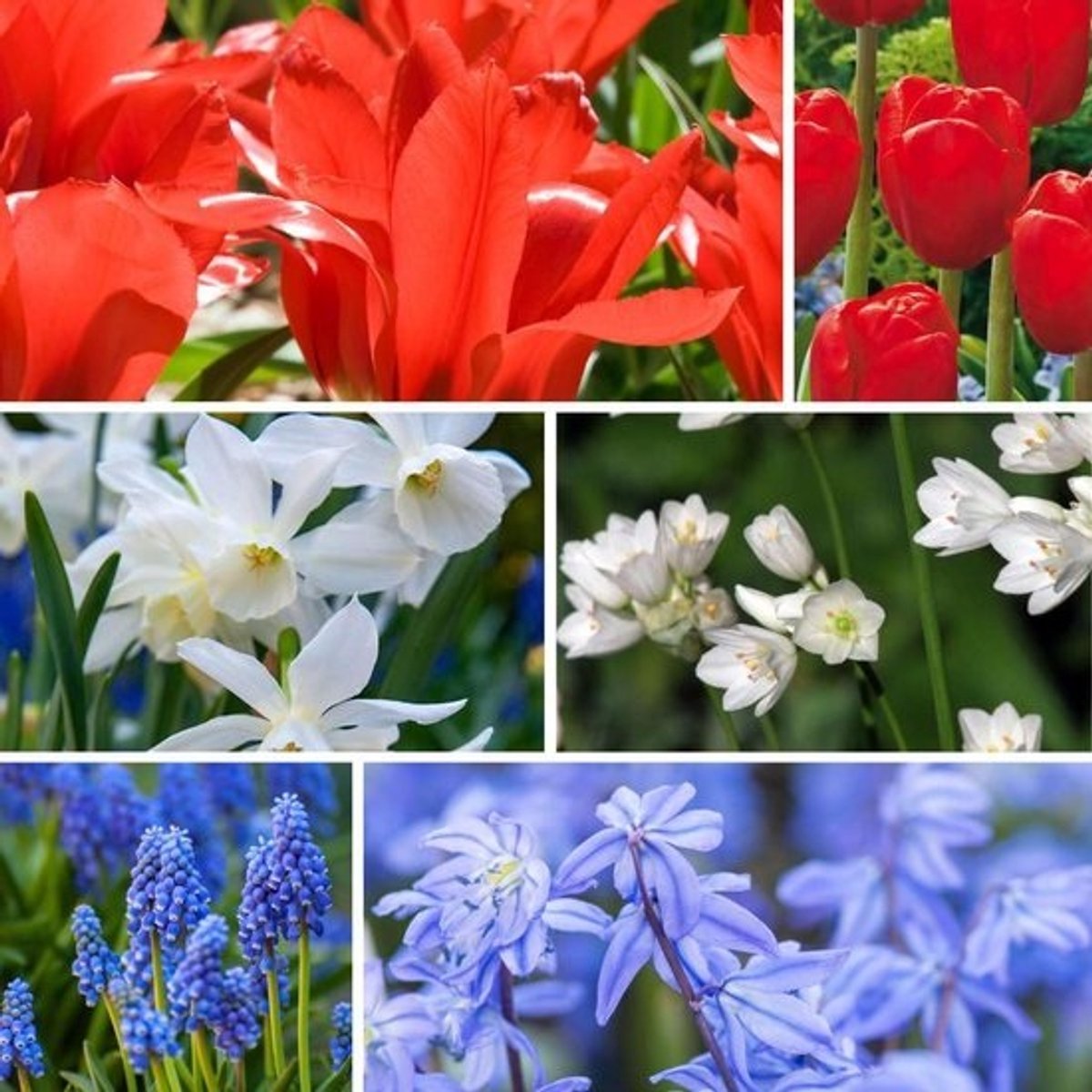 Set van 250 Bloembollen Mix - Tulpen, Narcissen, Scilla & Allium - Perfect voor Terras en Balkon