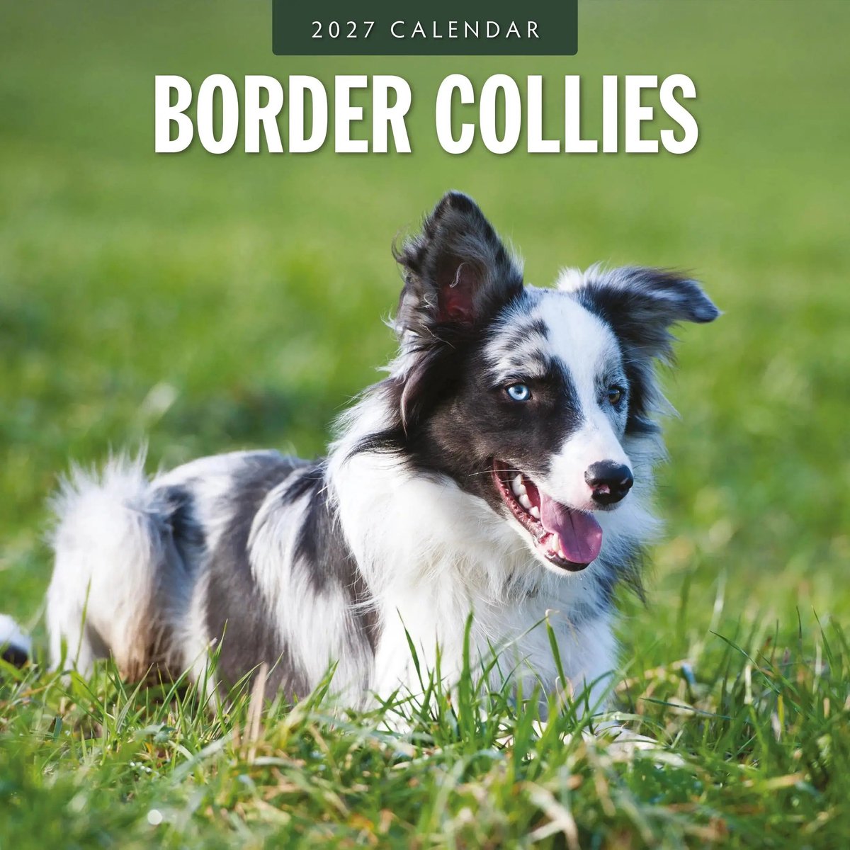 Border Collie Kalender 2027