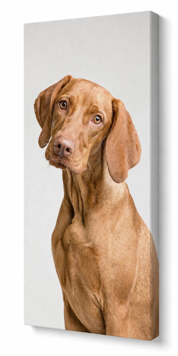 Canvas foto 80x40 cm - Wanddecoratie - Magyar Vizsla 1 - Muurdecoratie woonkamer - Slaapkamer decoratie - Kamer accessoires - Foto op canvas