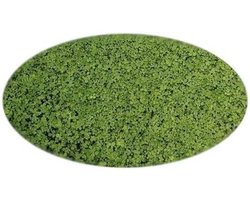 Dailygoods- Dwergklaver - 100 g zaden voor 50 m² - Ecologisch gazon - Duurzaam - Betere bodembedekking - Weinig onderhoud - Klaverzaad