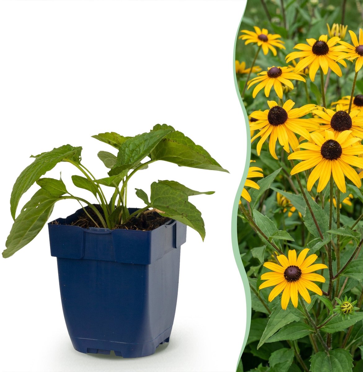 Green boutiQ - Vasteplant - Rudbeckia fulg. Goldsturm - Gele zonnehoed - Bijen- en vlinderlokkers - Geel - 1 Plant - Pot 11cm - Hoogte 15-25cm
