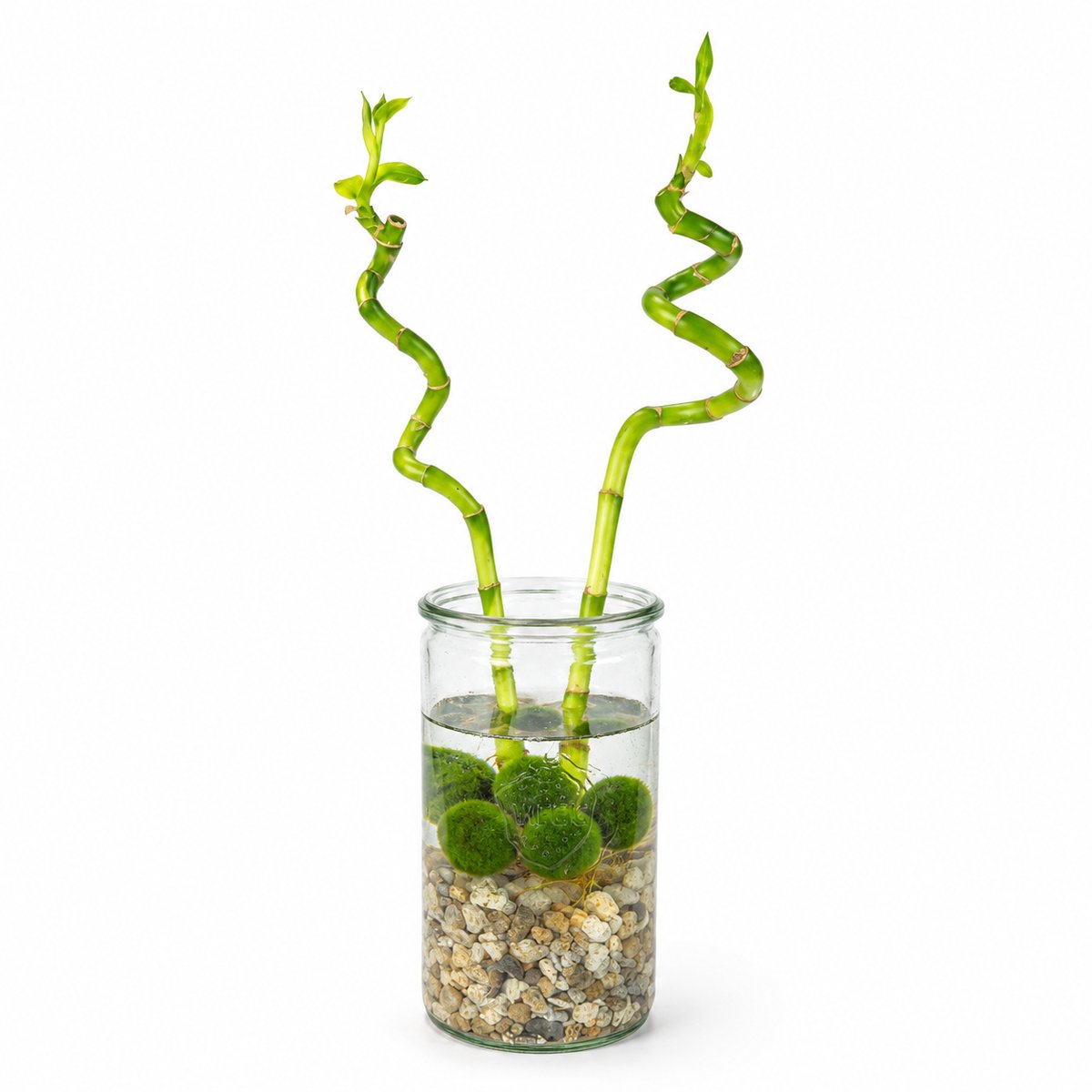 vdvelde.com - Lucky Bamboo Set van 2 met Stevig Glas, Steentjes en 5 Marimo Mosballen - Dracaena Sanderiana Geluksbamboe - Decoratieve Feng Shui Kamerplant 40-45cm