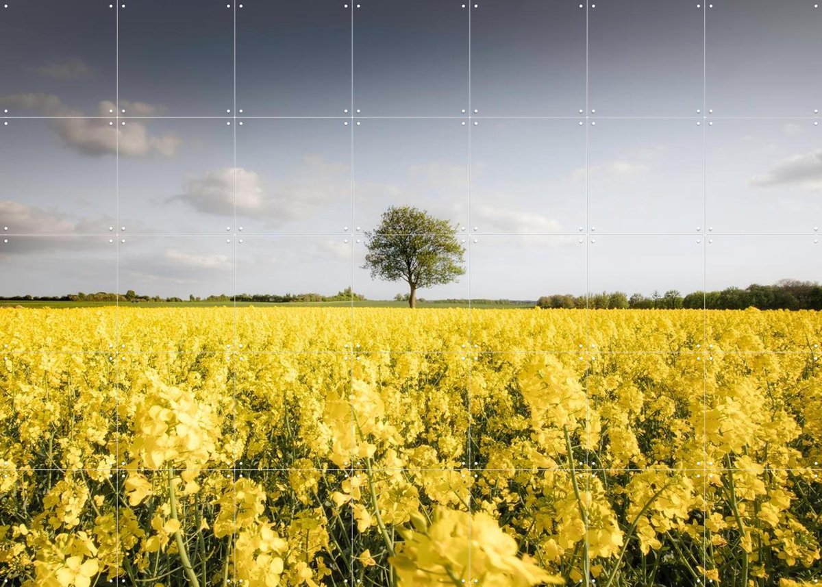 IXXI Golden Field Morning, Claire Droppert - 140 x 100 cm - Gratis ophangtool - Grote wanddecoratie en posters - Fotografie, Woonkamer, Studeerkamer