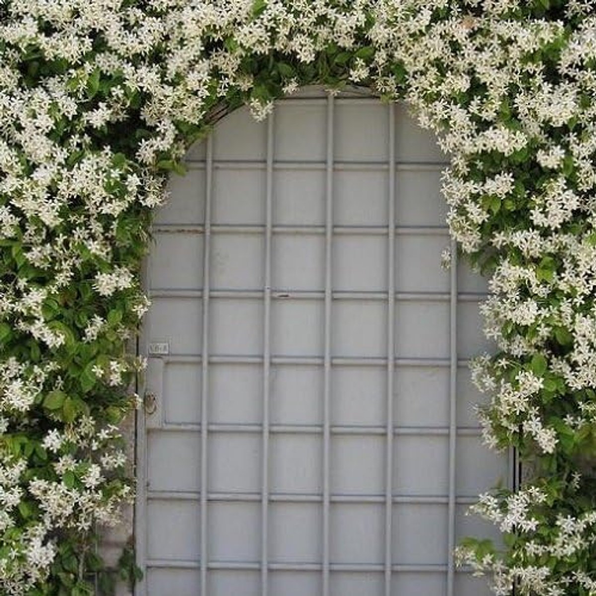 2 x Witte Toscaanse Jasmijn/Sterjasmijn | Wit bloeiend, Meerjarig, Groenblijvend/Wintergroen en Winterhard - Trachelospermum Jasminoidus | 2 x 1.5 liter pot