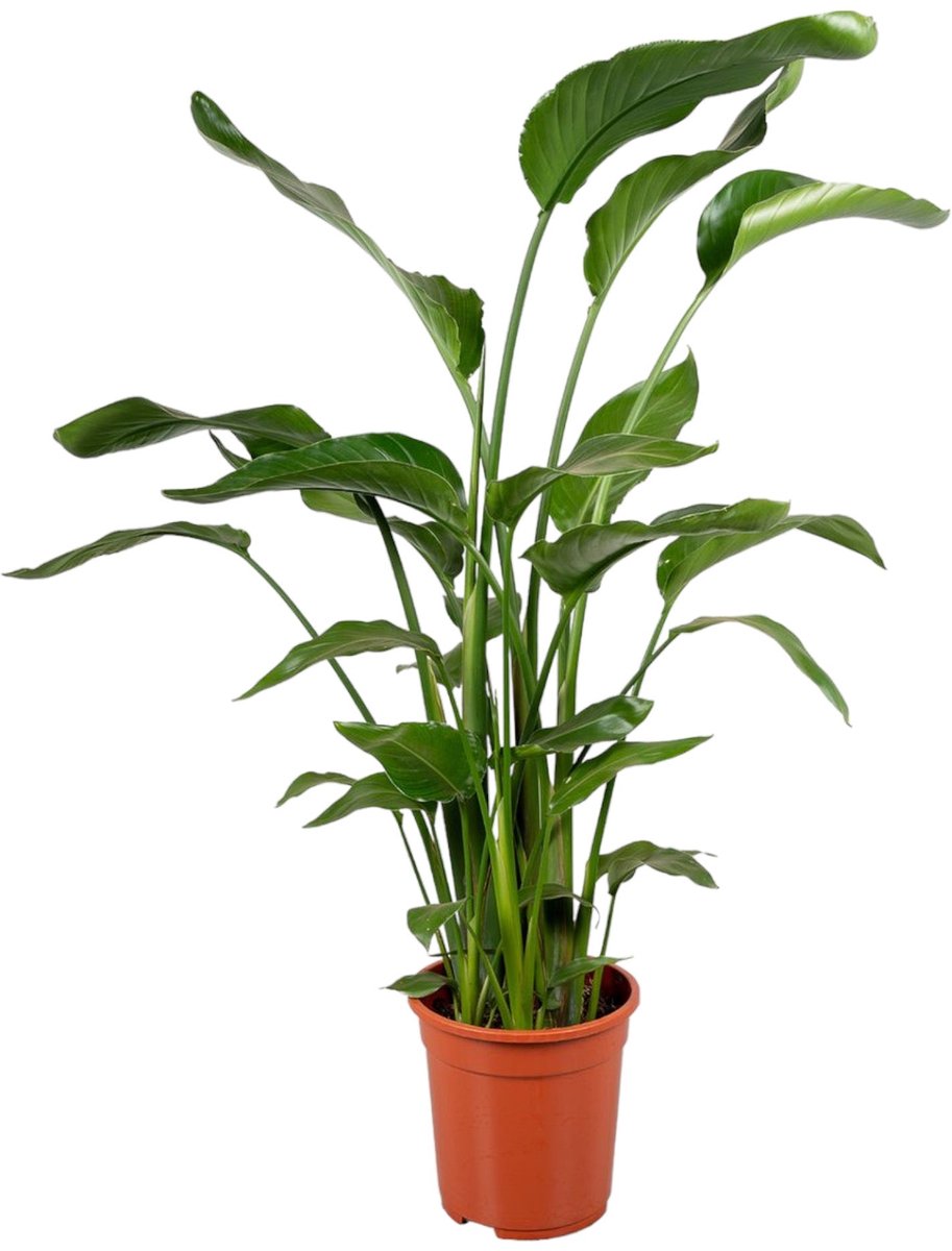 Bol.com Trendyplants - Strelitzia Nicolai - Paradijsvogelbloem - Kamerplant - Hoogte 110-130 cm - Potmaat Ø17cm aanbieding