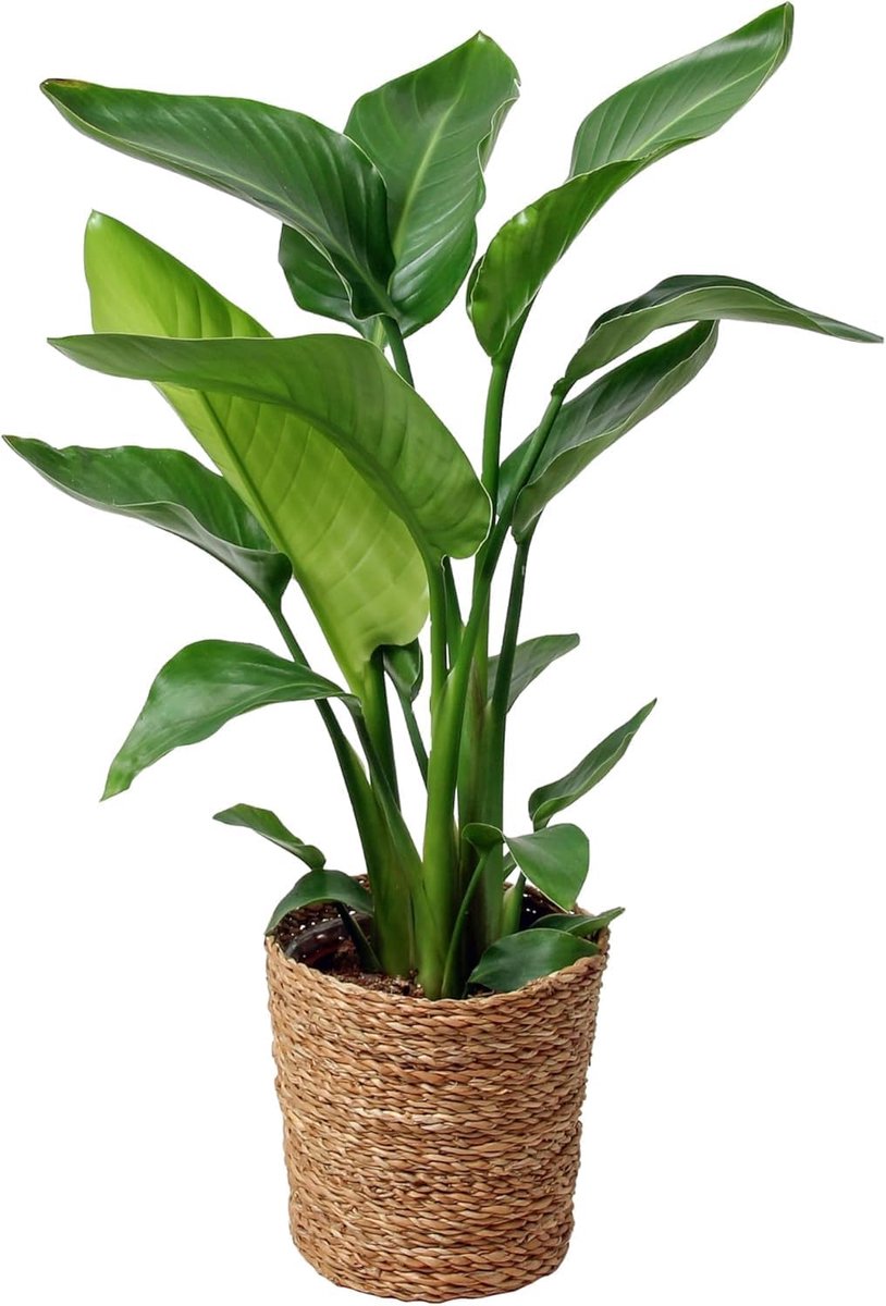 SnelShoppen - Strelitzia Kamerplant 70 cm Groen Met Pot - Tropische Planten - Grote Bladeren - Decoratie Voor Woonkamer, Tuin en Feesten