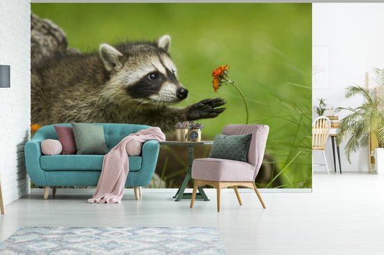 Le raton laveur sort la patte de la fleur d'oranger 360x240 cm
