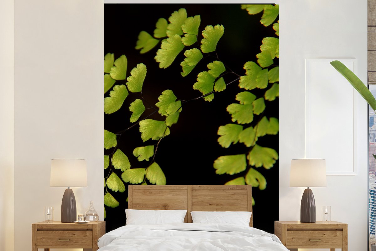 Behang - Fotobehang Meerdere venushaar bladeren op een zwarte achtergrond - Breedte 170 cm x hoogte 260 cm