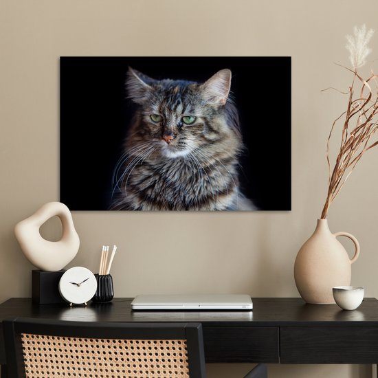 Poster Chat Maine Coon fond noir 90x60 cm - Tirage photo sur Poster (décoration murale salon / chambre) / Poster Animaux domestiques