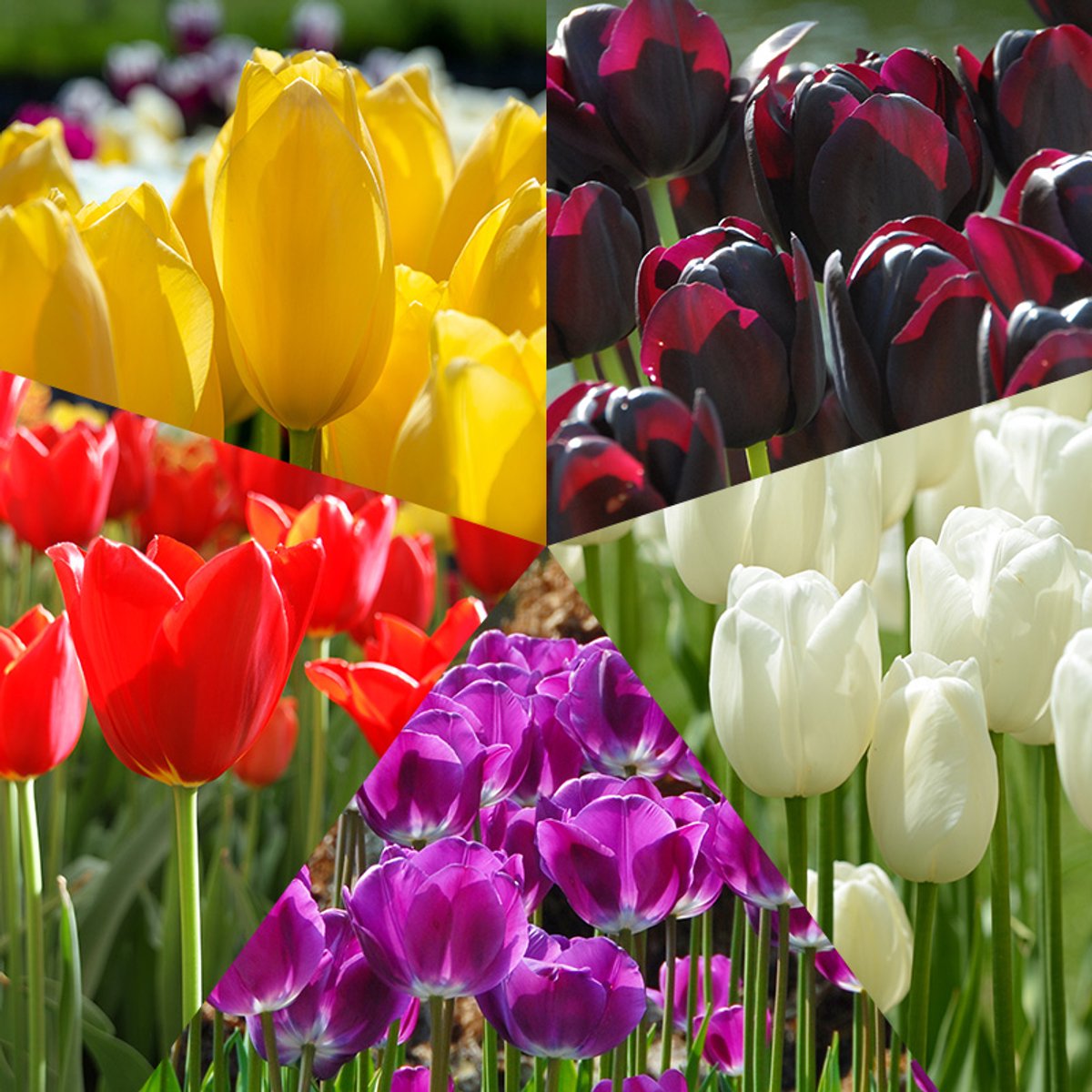 Bloembollen Mix Tulpen Mondriaan | 50 stuks | Meerkleurig